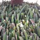 Mudas de Pitaia Poupa Vermelha 30 CM ( AUTO FÉRTIL) Promoção