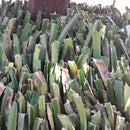 Mudas de Pitaia Poupa Vermelha 30 CM ( AUTO FÉRTIL) Promoção