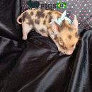 Filhotes Mini Porco - PIGS BR